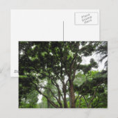 Magnolia Tree in de zomer Briefkaart (Voorkant / Achterkant)
