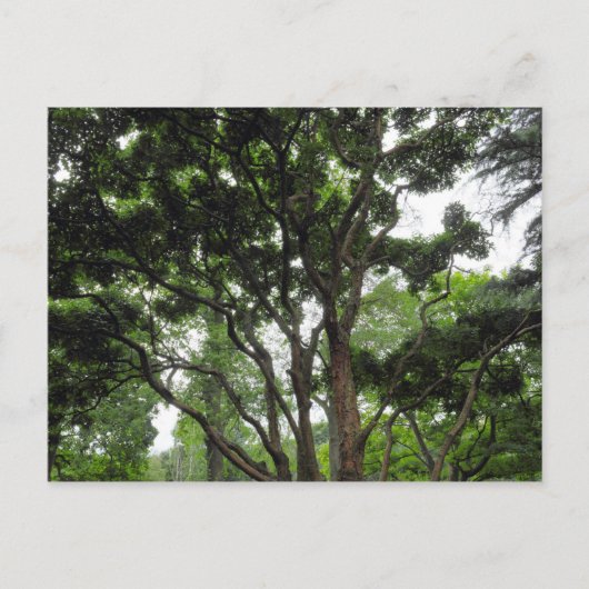 Magnolia Tree in de zomer Briefkaart (Voorkant)