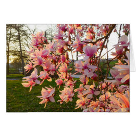 Magnolia Tree in Full-Bloom op zonsondergang