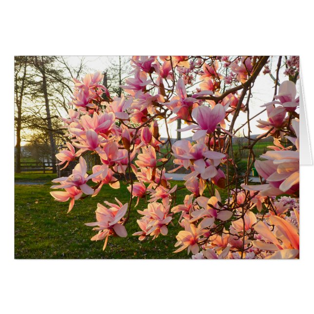 Magnolia Tree in Full-Bloom op zonsondergang (Voorkant Horizontaal)
