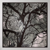 Magnolia Tree Poster (Voorkant)