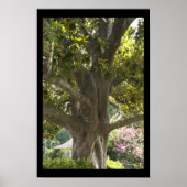 Magnolia Tree Poster (Voorkant)