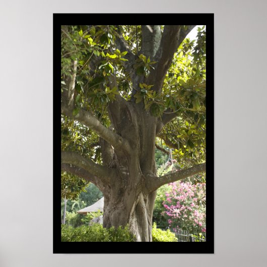 Magnolia Tree Poster (Voorkant)