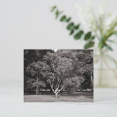Magnolia Tree (zomer) - Warm Tone BW Briefkaart (Staand voorkant)
