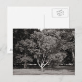 Magnolia Tree (zomer) - Warm Tone BW Briefkaart (Voorkant / Achterkant)