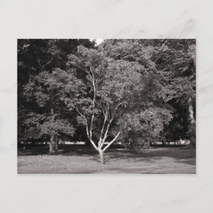 Magnolia Tree (zomer) - Warm Tone BW Briefkaart