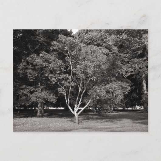 Magnolia Tree (zomer) - Warm Tone BW Briefkaart (Voorkant)