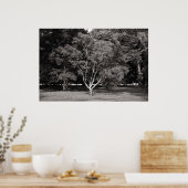 Magnolia Tree (zomer) - Warm Tone BW Poster (Keuken)