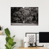 Magnolia Tree (zomer) - Warm Tone BW Poster (Thuiskantoor)