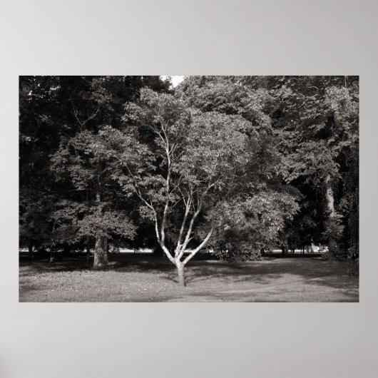 Magnolia Tree (zomer) - Warm Tone BW Poster (Voorkant)