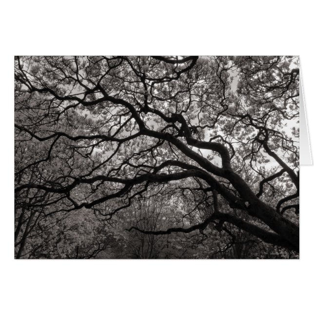 Magnolia Trees in Blossom (Voorkant Horizontaal)