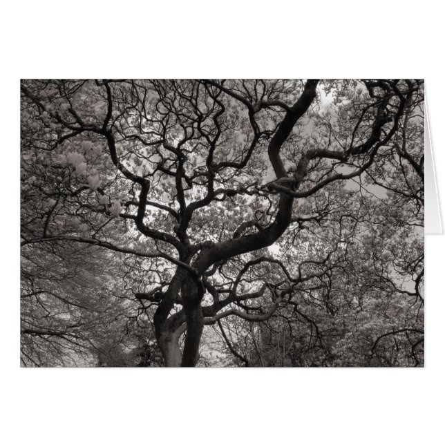 Magnolia Trees in Blossom (Voorkant Horizontaal)
