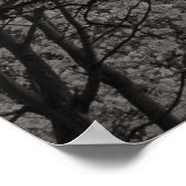 Magnolia Trees in Blossom 01 Poster (Hoek)