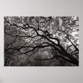 Magnolia Trees in Blossom 01 Poster (Voorkant)