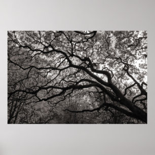 Magnolia Trees in Blossom 01 Poster