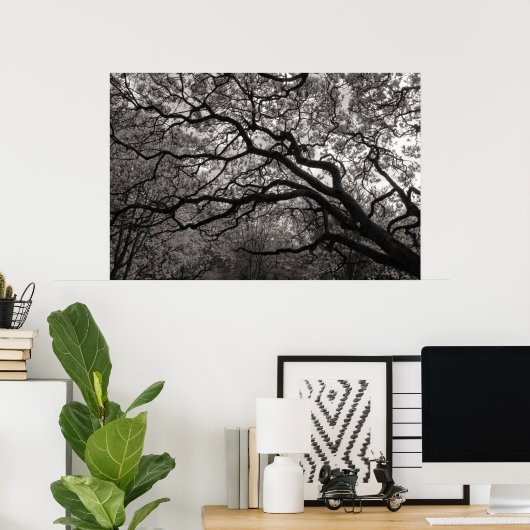 Magnolia Trees in Blossom 01 Poster (Thuiskantoor)