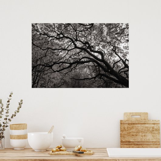 Magnolia Trees in Blossom 01 Poster (Keuken)