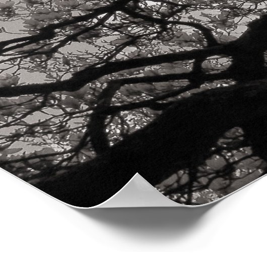 Magnolia Trees in Blossom 02 Poster (Hoek)
