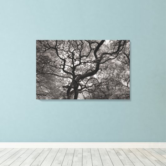 Magnolia Trees in Blossom 03 Canvas Afdruk (Insitu (Houten vloer))