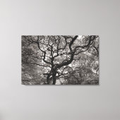 Magnolia Trees in Blossom 03 Canvas Afdruk (Voorkant)