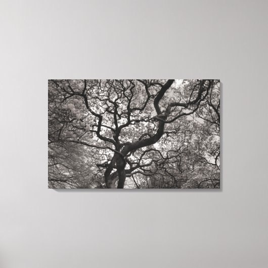 Magnolia Trees in Blossom 03 Canvas Afdruk (Voorkant)