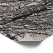 Magnolia Trees in Blossom 03 Poster (Hoek)