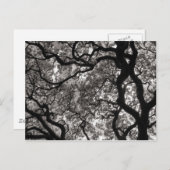 Magnolia Trees in Blossom Briefkaart (Voorkant / Achterkant)