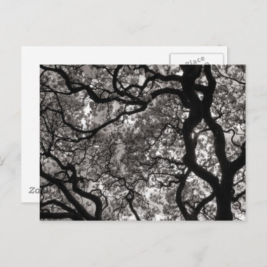 Magnolia Trees in Blossom Briefkaart (Voorkant / Achterkant)