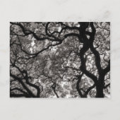 Magnolia Trees in Blossom Briefkaart (Voorkant)