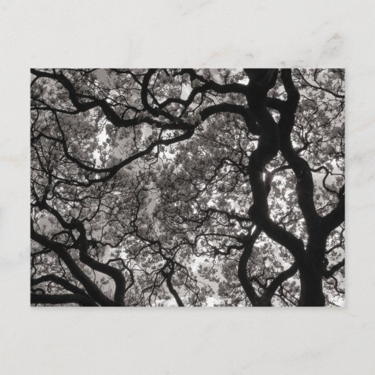 Magnolia Trees in Blossom Briefkaart (Voorkant)