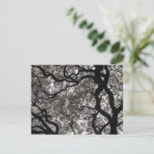 Magnolia Trees in Blossom Briefkaart (Staand voorkant)