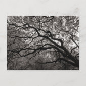 Magnolia Trees in Blossom Briefkaart (Voorkant)