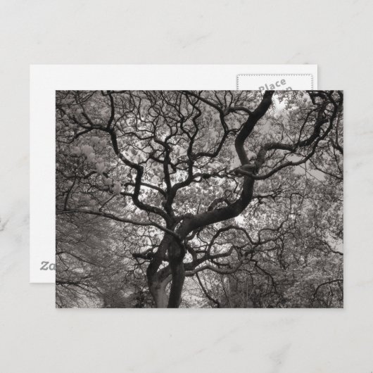 Magnolia Trees in Blossom Briefkaart (Voorkant / Achterkant)