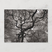 Magnolia Trees in Blossom Briefkaart (Voorkant)