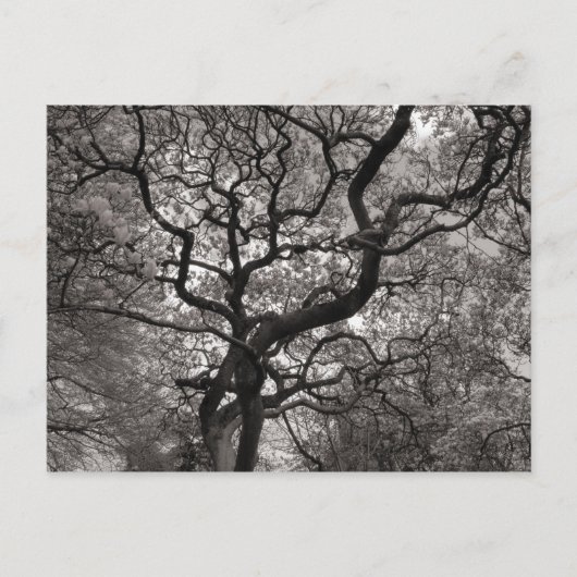 Magnolia Trees in Blossom Briefkaart (Voorkant)