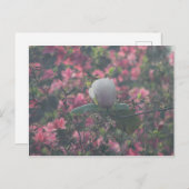 Magnolia van de Azaleas Briefkaart (Voorkant / Achterkant)