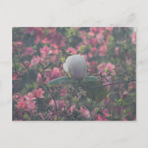 Magnolia van de Azaleas Briefkaart
