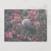 Magnolia van de Azaleas Briefkaart (Voorkant)