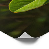 Magnolia van Korfoe Poster (Hoek)