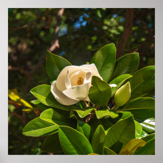 Magnolia van Korfoe Poster