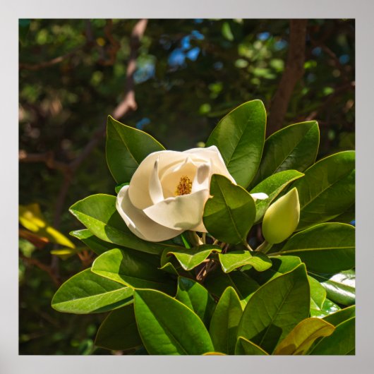 Magnolia van Korfoe Poster (Voorkant)