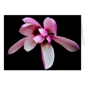"magnolia" van Larry Coressel
