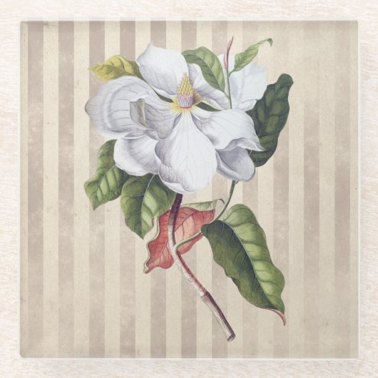  Magnolia-ventilator op strepes Glazen Onderzetter (Voorkant)