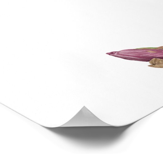 Magnolia Vine Poster (Hoek)