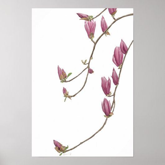 Magnolia Vine Poster (Voorkant)