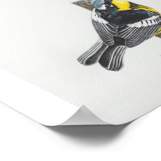 Magnolia Warbler Art Print (Hoek)