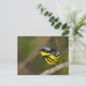 Magnolia Warbler Briefkaart (Staand voorkant)