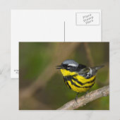 Magnolia Warbler Briefkaart (Voorkant / Achterkant)