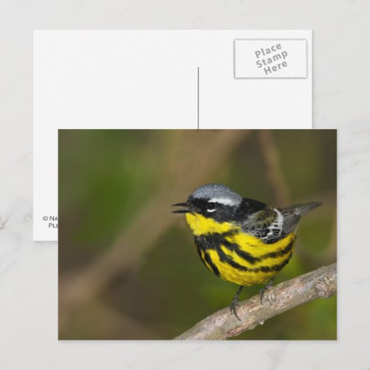Magnolia Warbler Briefkaart (Voorkant / Achterkant)