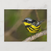 Magnolia Warbler Briefkaart (Voorkant)